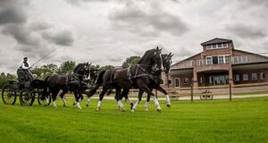 Dutch Harness Horses are Boyd Exell’s first choice