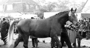 KWPN and German dressage horses: A judgement call!