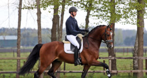 Two Gelder stallions approved