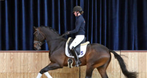 Ten dressage stallions added to KWPN stallion stock