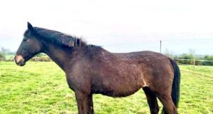 Breeding at Four Seasons: Keeping it in the family