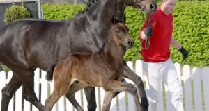 Westfalian Rising Star sells for €90,500