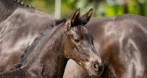A knighthood for Sir Lui at Verden foal auction