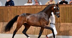 Great DWB results in stallion licensings and mare approvals
