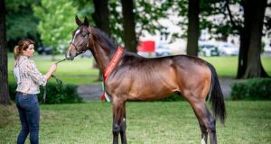Polish AA championships: Reviving a breed