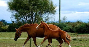 NZWA classifications: Big win for small studfarm