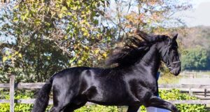 KFPS: “Our dream is to have a Friesian at the Olympics”