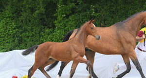 Price peaks at €20,000 for Eldorado vd Zeshoek son