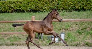 Exclusive new KWPN jumping foal auction ready for take-off!