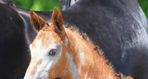 DSP online foal auction – the stars of tomorrow