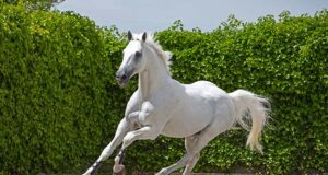 Cardento: A white legend who gave the SWB studbook wings