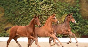 Elite foal auction: Thinking about tomorrow, today!
