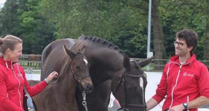 Flanders foal championship presents quality and quantity