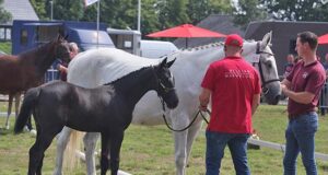 Well-known sires deliver champion foals in Bocholt