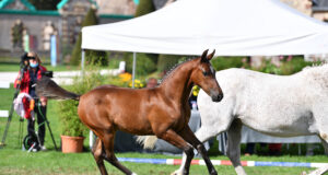 Don’t miss tomorrow evening’s SF foal auction
