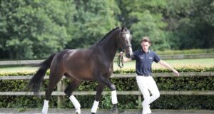 Third collection of KWPN 3yo and 4yo for online auction launched