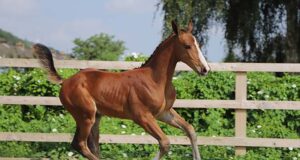 Al Shira’aa Bolesworth young horse championships