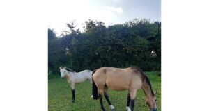 Ashfield Bobby Sparrow: Filly frozen for 30 years in Ireland