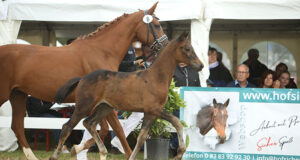 New price record for Riedlingen foal auction