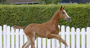 Final Westfalian foal auctions brings season to a close