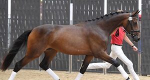 New DWB champions named at Vilhelmsborg