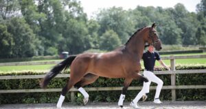 Championship mare Nizelle, top KWPN seller
