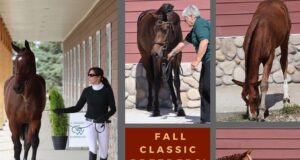 CWHBA Fall Classic Breeder Sale offers 47 top Warmbloods