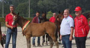 Regional foals progress to BWP elite foal championship