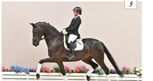 Let’s Dance: Oldenburg dressage collection presented