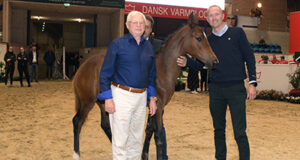 Record-breaking DWB Elite Foal Auction