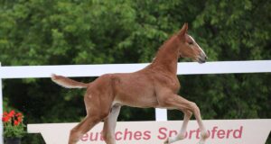 New owners for the last DSP foals of 2020