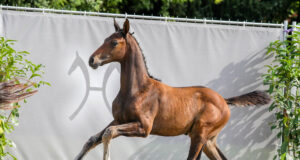 Last chance Hanoverian 138th Elite Auction