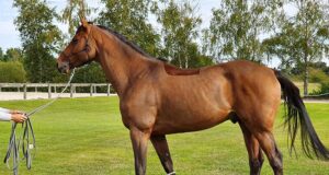 Upsilon: An extraordinary career, an exceptional stallion