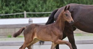 €2.5 million in the pockets of Oldenburg breeders