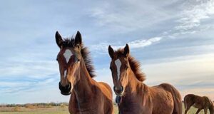 Trinity: The little foal that tried against all odds