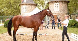International Festival of the Anglo-Arabian at Pompadour