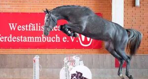 Sales quota 100% for Cornet Obolensky youngster auction