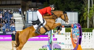 Deutsches Sportpferd (DSP): South German Sport Horses