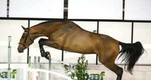 Phenomenal energy from champion Energia d’Almé