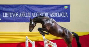 Trend-setting stallions shine at Lithuanian licensing