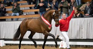 Westfalian son of Escolar becomes champion stallion