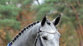 A celebration of Oldenburg champion stallions (OL/OS)