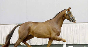 Westfalian Stallion Licensing: November 21-24