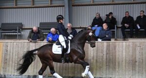 Forty Danish Warmblood colts selected for Herning 2022