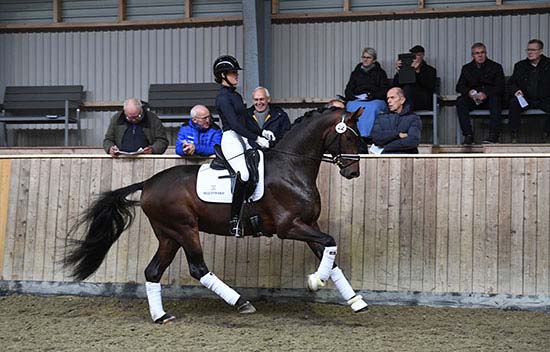 Forty Danish Warmblood colts selected for Herning 2022