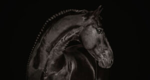 Four Friesian stallions permanently approved by KFPS