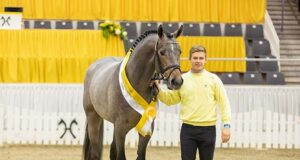 Sensational post-licensing Verden stallion sale