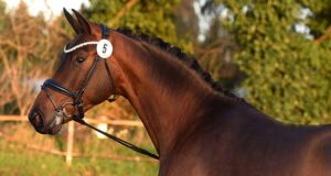 Additional year-end Trakehner licensing in Elmshorn