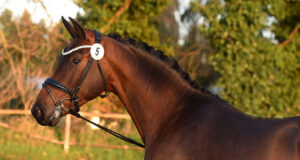 Additional year-end Trakehner licensing in Elmshorn