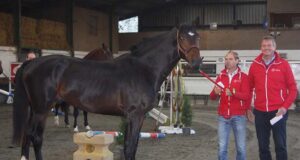 Brother and sister win Belgian free jumping for two-year-olds